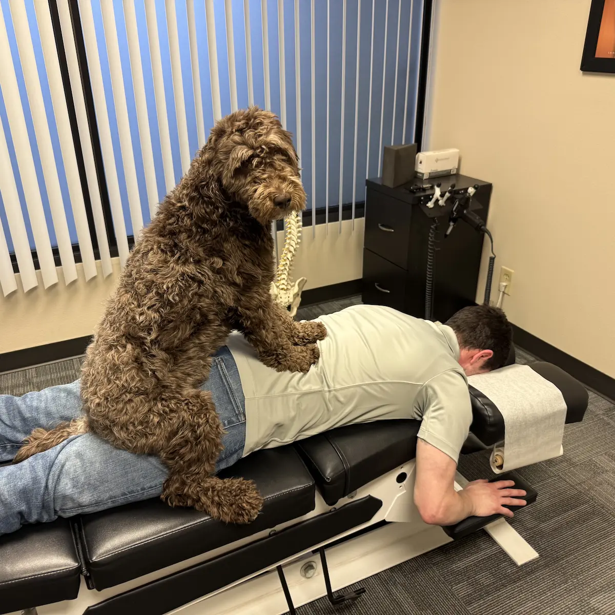 Office therapy dog Mia pretending to adjust Dr. Scott Freeman's lower back