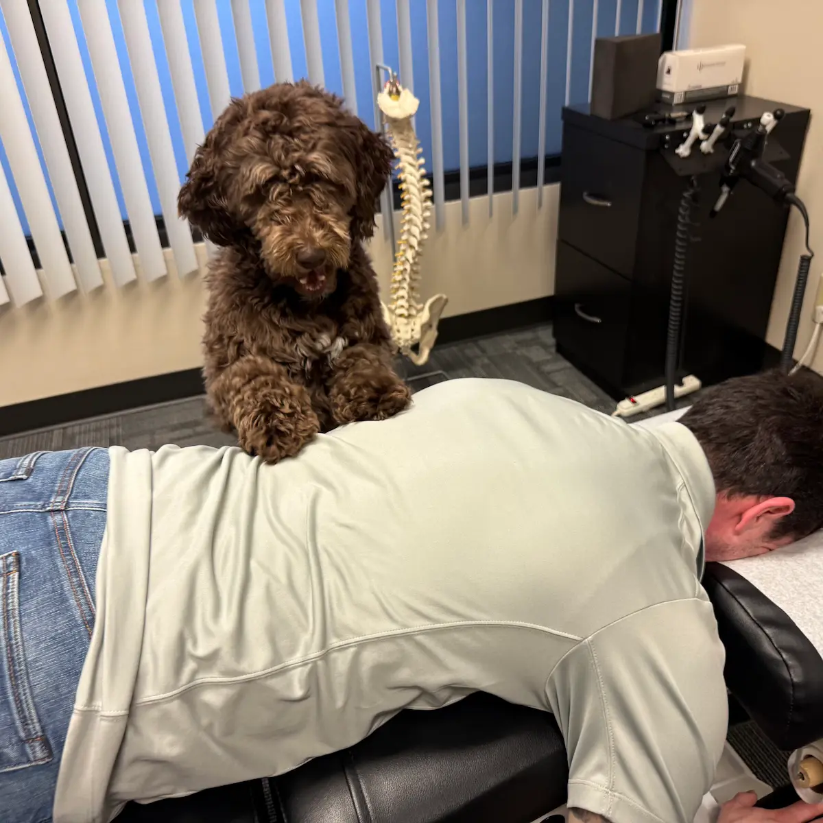 Office therapy dog Mia pretending to adjust Dr. Scott Freeman's back