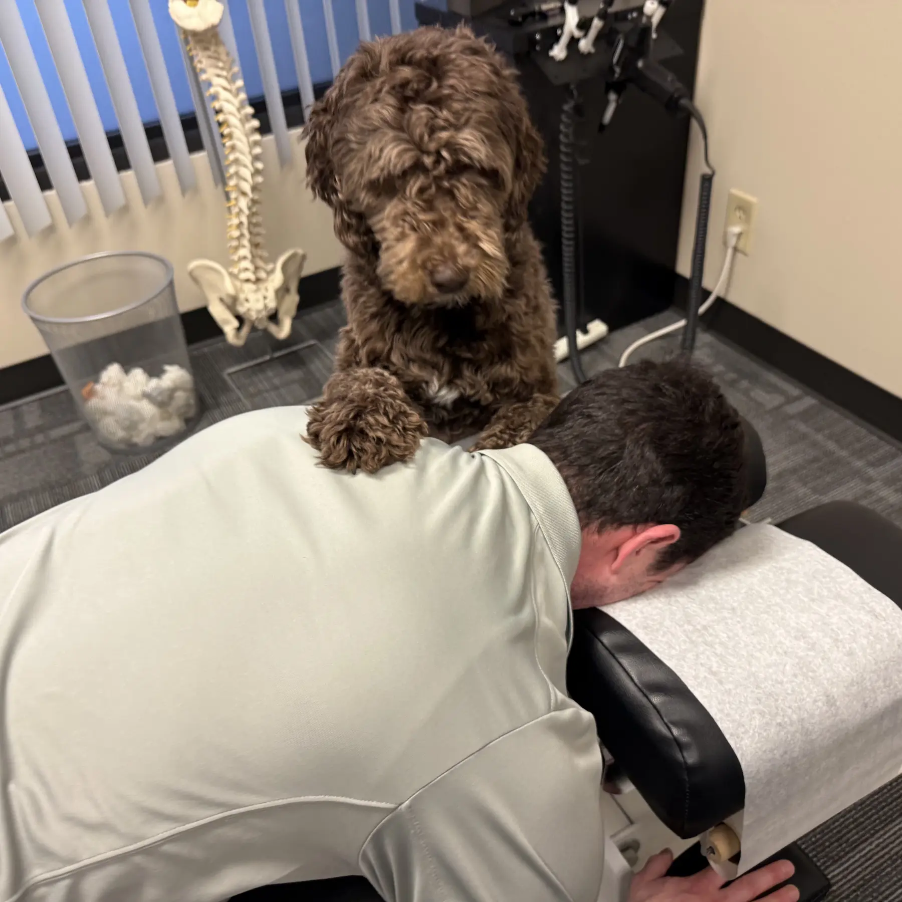 Office therapy dog Mia pretending to adjust Dr. Scott Freeman
