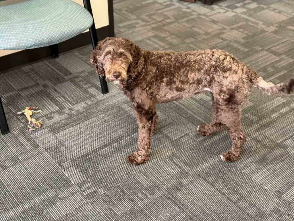 Therapy dog inside chiropractic clinic - Mia