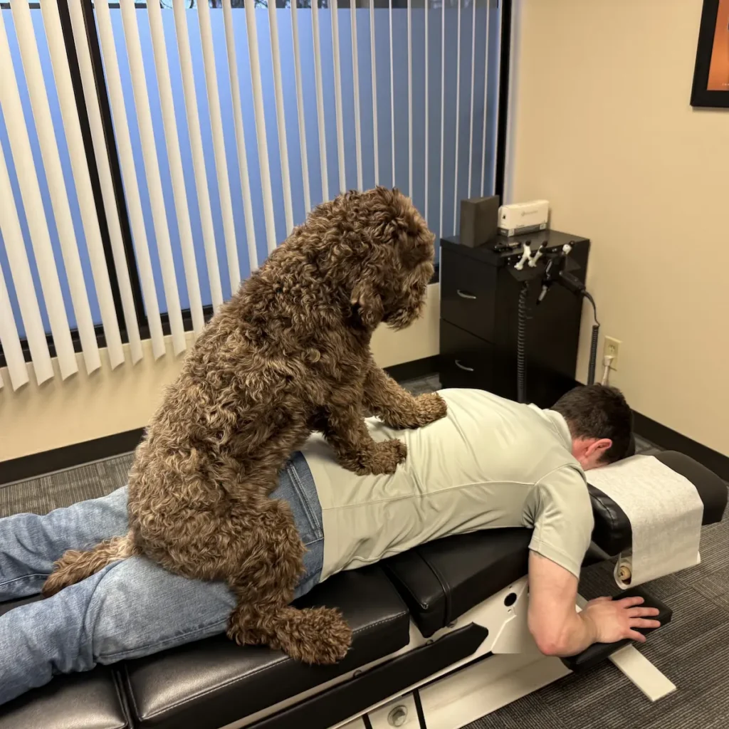 Office therapy dog Mia pretending to adjust Dr. Scott Freeman's mid back