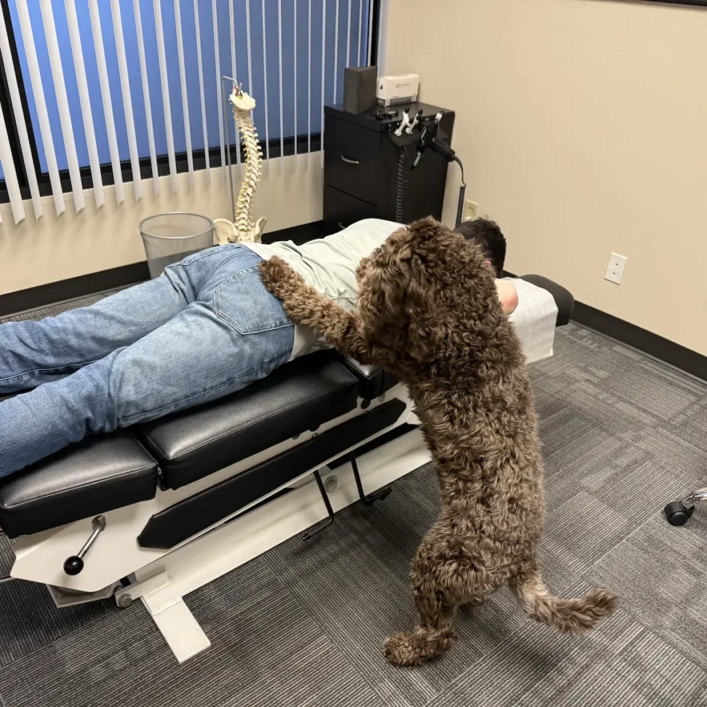 Office therapy dog Mia pretending to adjust Dr. Scott Freeman on adjustment table